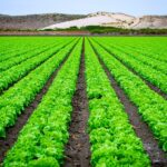 Agribisnis Kerja Apa? Cek Prospeknya di sini