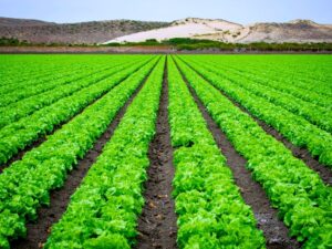 Read more about the article Agribisnis Kerja Apa? Cek Prospeknya di sini